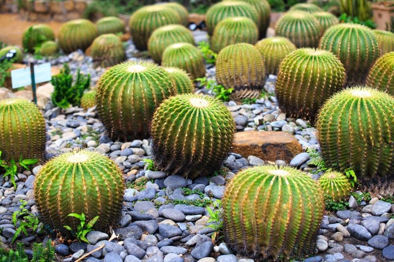 jardin cactus diseno hola decoracion 07