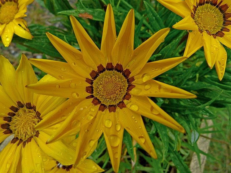 cultivar coreopsis 5