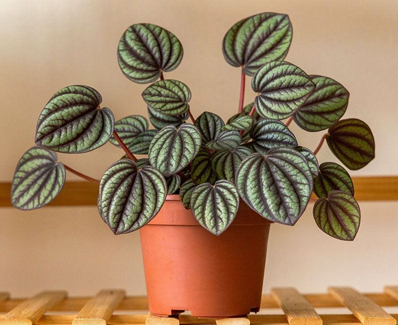 peperomia planta 1