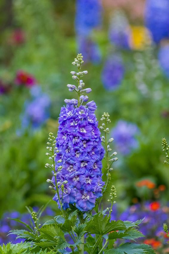 cuidados delphinium 05a