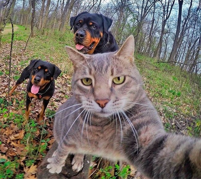 Gato selfie