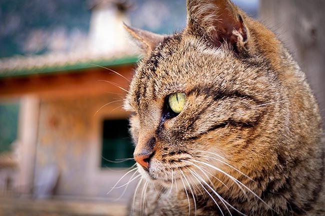 Gato atigrado con sus vibrisas bien visibles