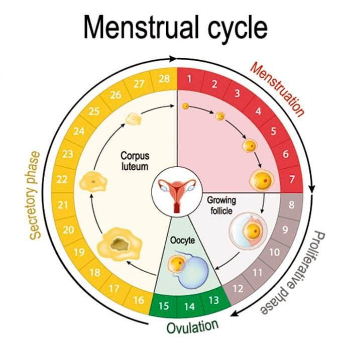 Gráfico con las fases del ciclo menstrual