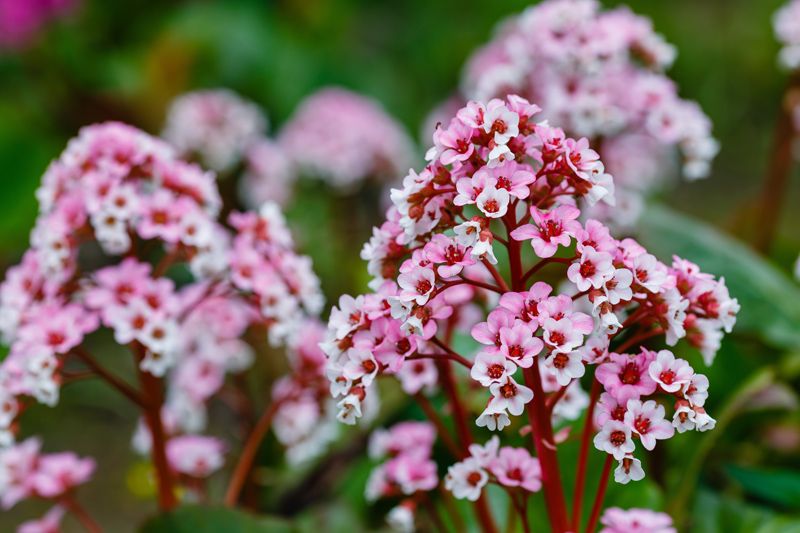 cultivo hortensia invierno bergenia hola decoracion 01