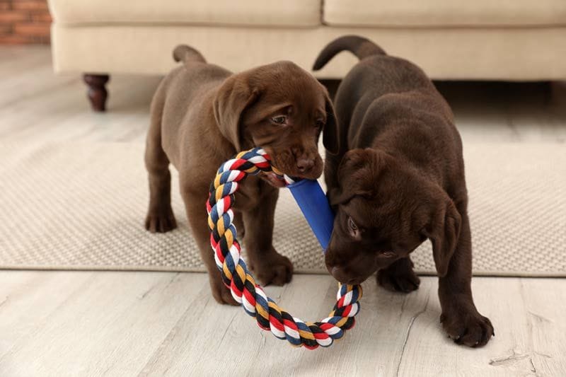 cachorros