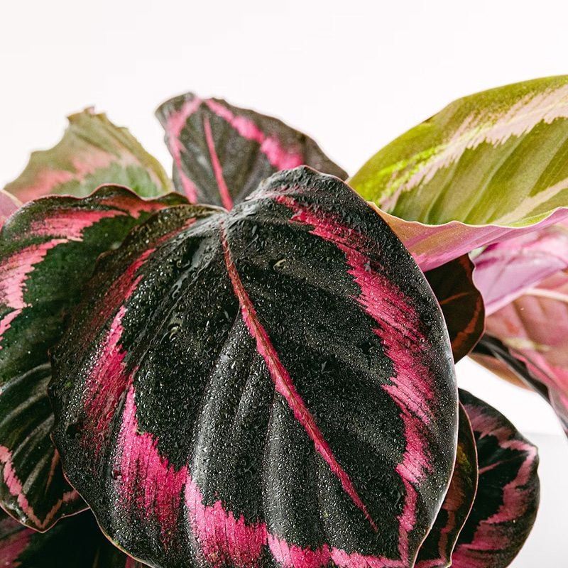 calathea roseopicta 04a