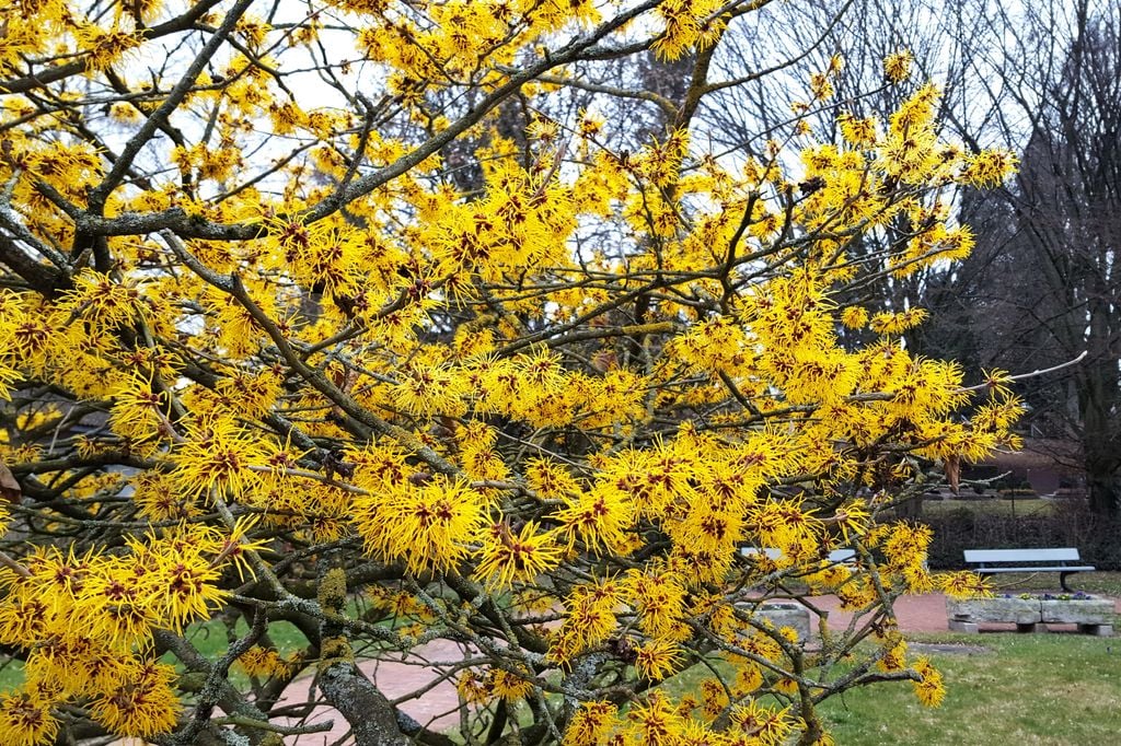 Arbusto de Hamamelis