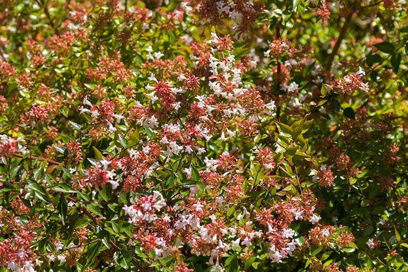 cultivo abelia 1