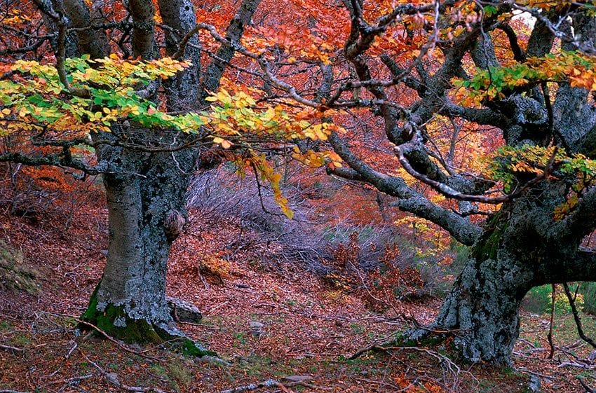 parque-natural-del-hayedo-de-tejera-negra3