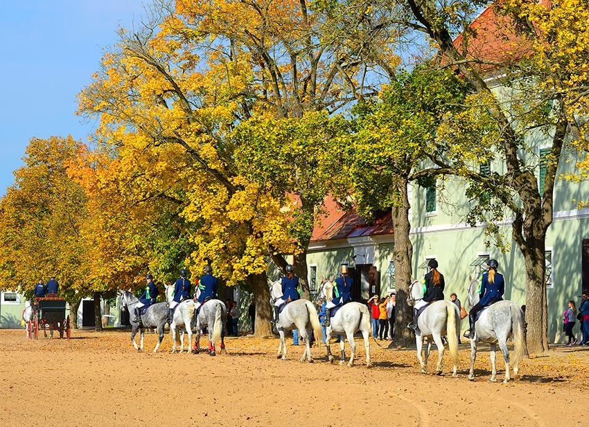 caballos republica checa