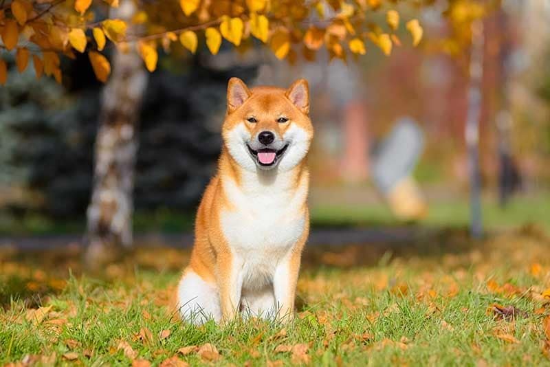 Akita Inu AdobeStock_228321825