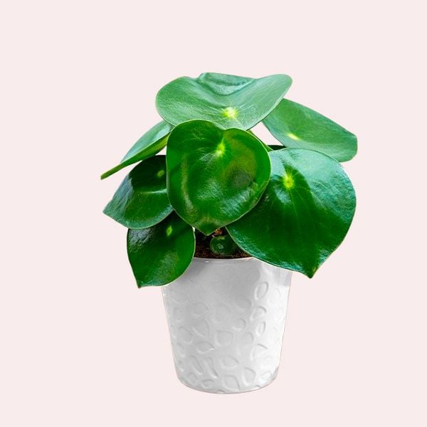 Peperomia