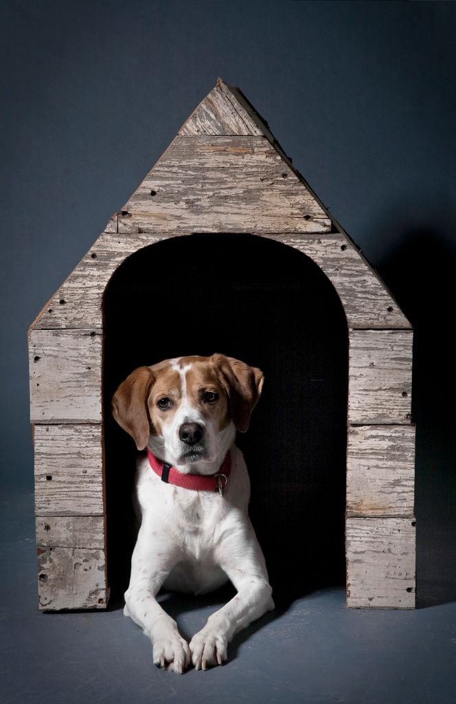 Un perro sentado en una caseta de madera