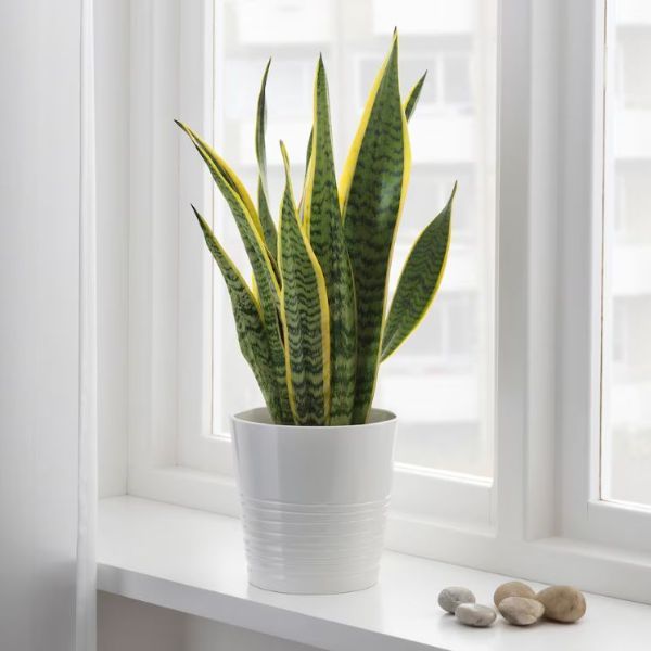 planta interior sansevieria