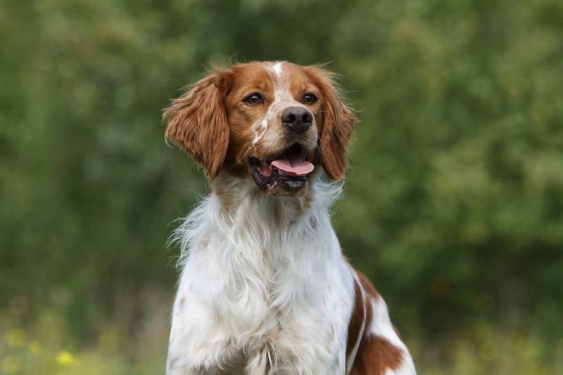 springer spaniel