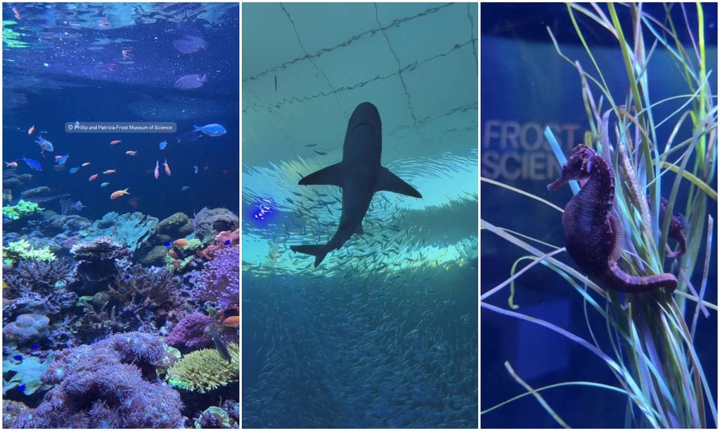 Nadia Ferreira compartió bonitas tomas desde el acuario del Phillip & Patricia Frost Museum of Science.