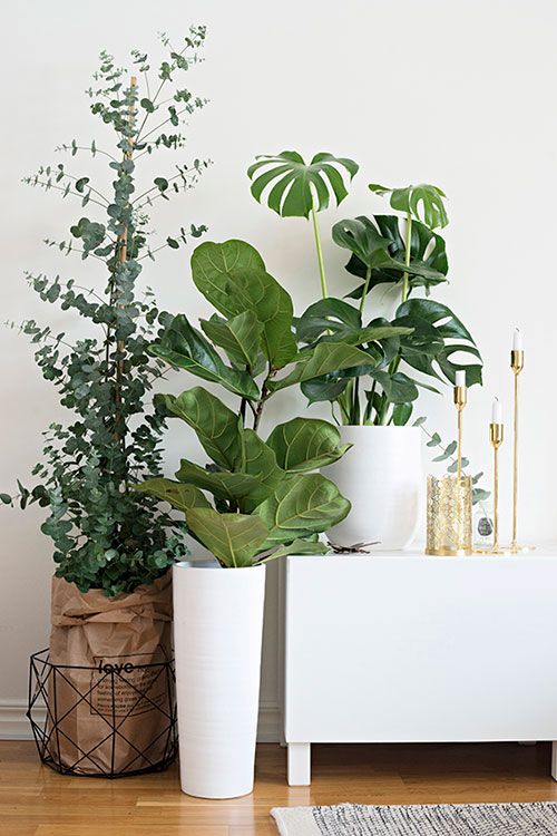 Monstera 