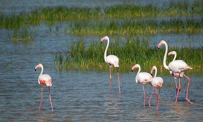 ver aves espana donana