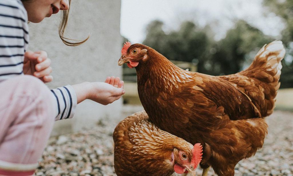 ni a da de comer a las gallinas