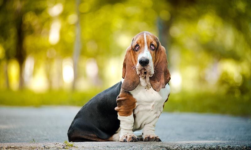 basset