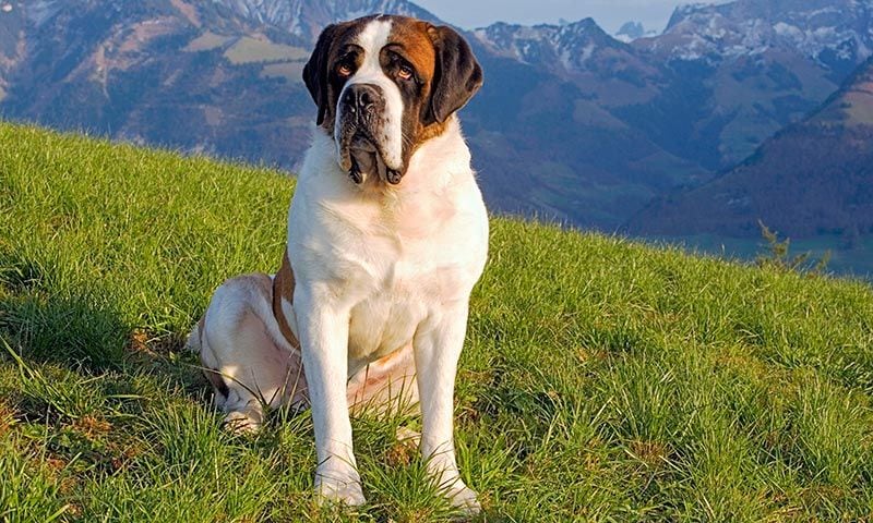 razas de perros para ninos san bernardo 14