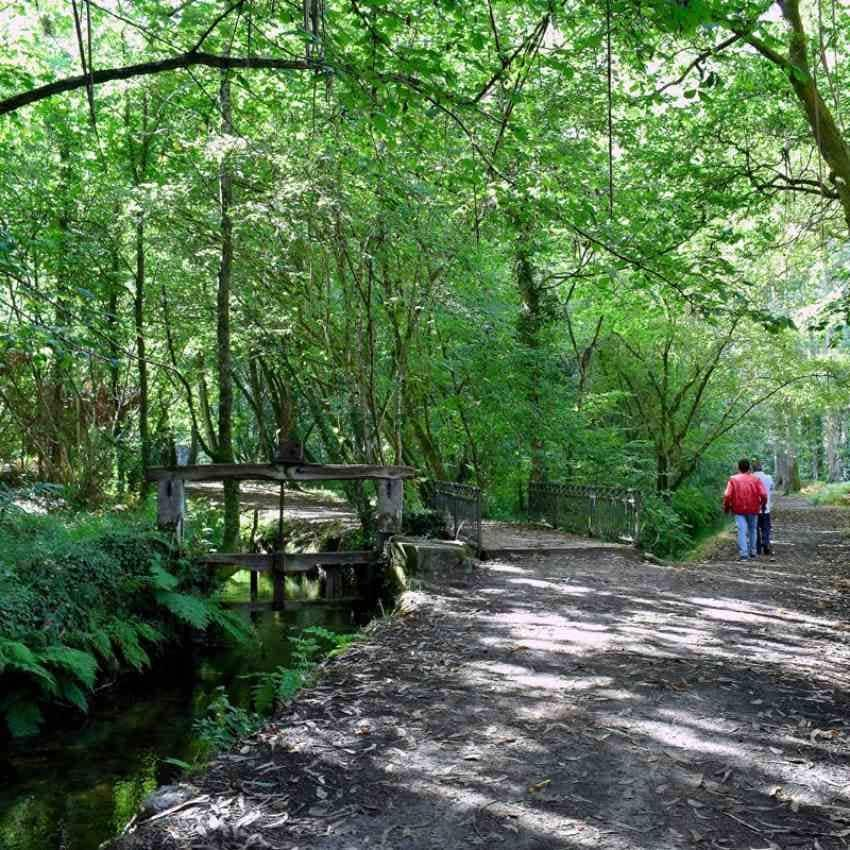 Bosque de Souta da Retorta.