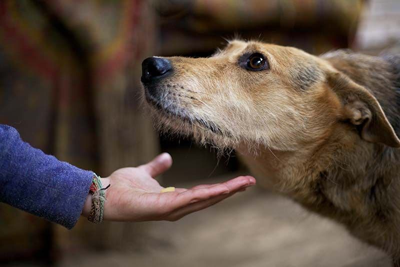 08 consejos decidir adoptar perro