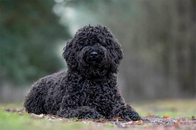 barbet de agua frances