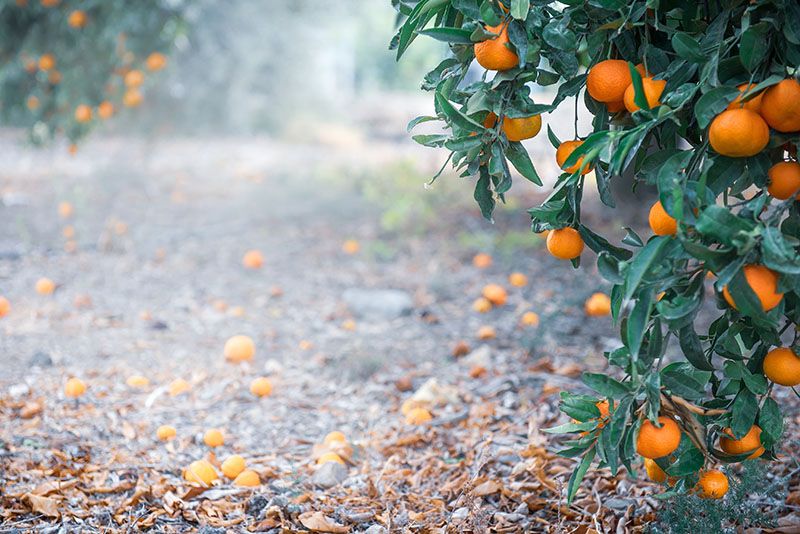 arboles frutales invierno 4