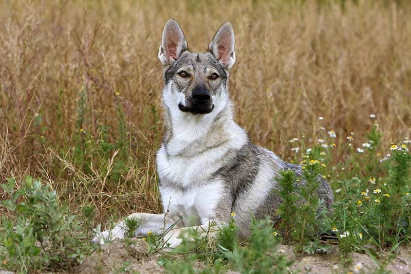 Perro lobo checoslovaco AdobeStock_16774304