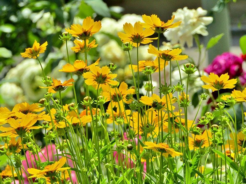 cultivar coreopsis 6