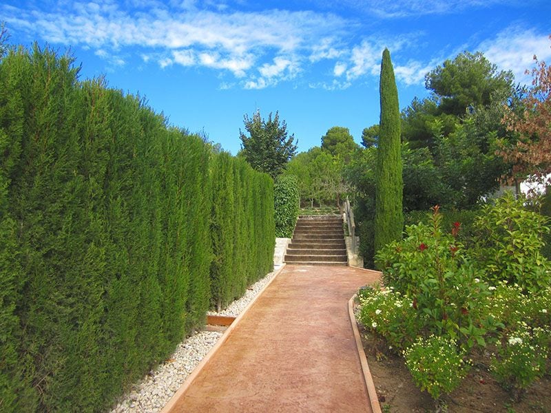 plantas jardin mediterraneo 6