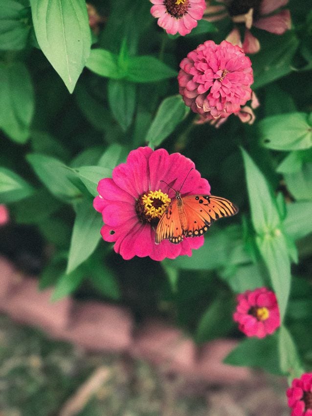 zinnia zinia  flor verano hola decoracion jardin 08