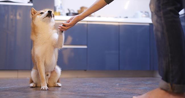 Háblale a tu perro como si fuera un niño