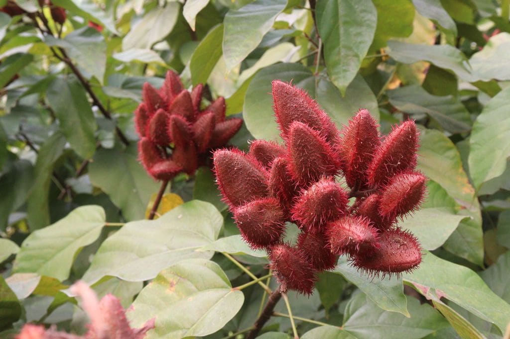 Planta con frutos del achiote