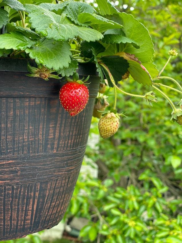 frutas huerto casa jardin terraza hola decoracion 02