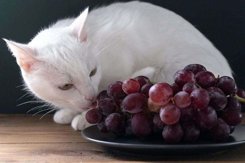 04 gatos comer uvas pasas