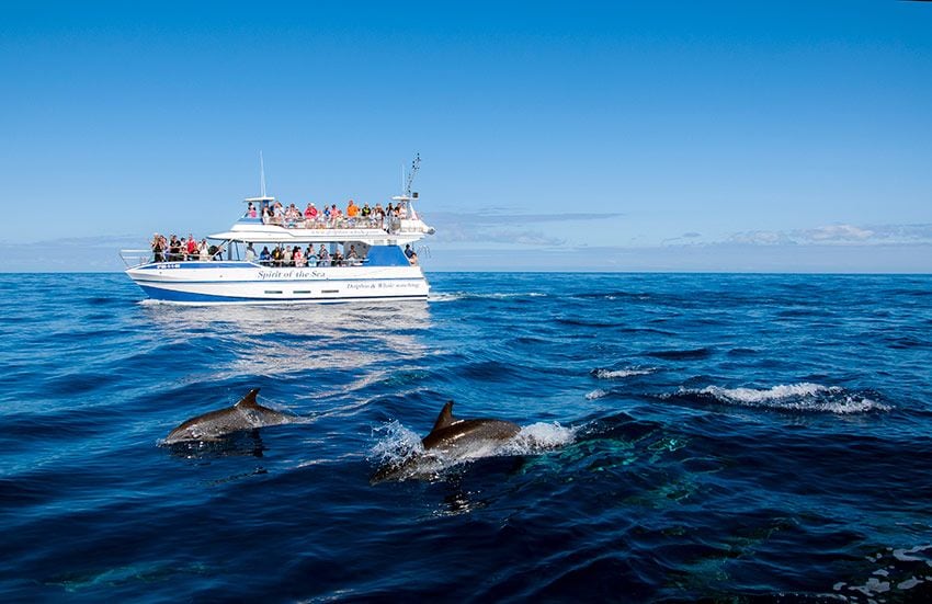 spirit-avistar-delfines-canarias-2