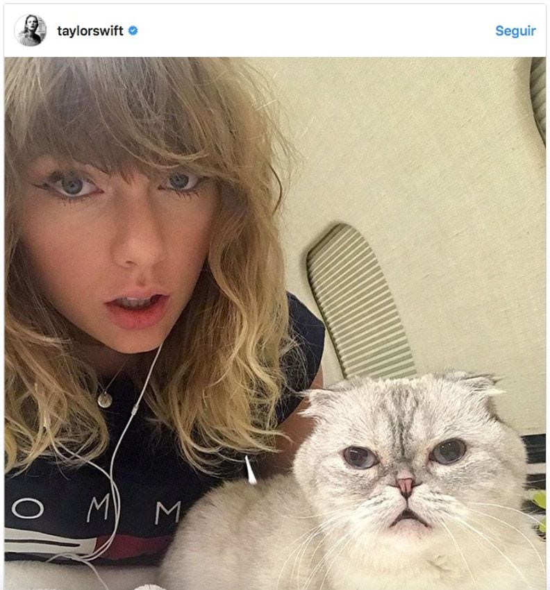 taylor_swift_gatos_1a