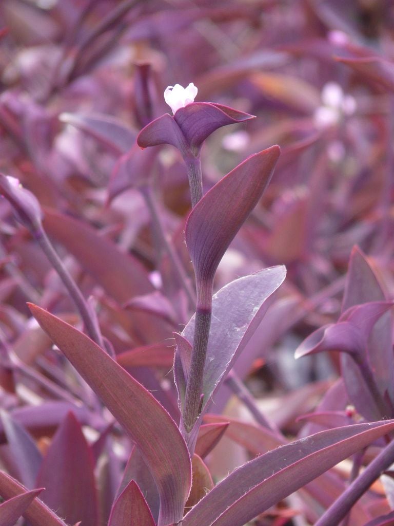 Tradescantia pallida