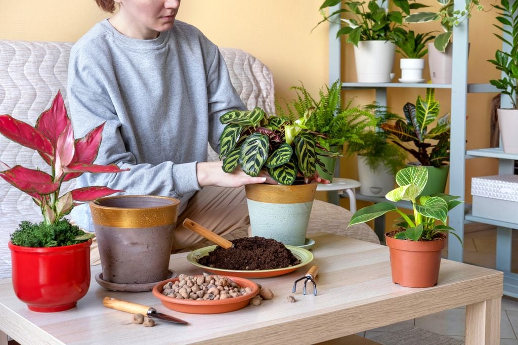 Mujer trasplantando una calathea en una maceta