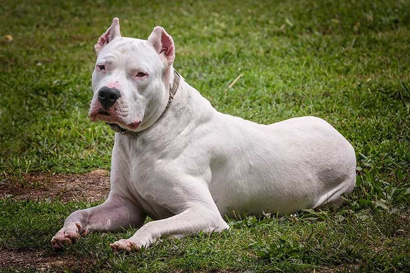 dogoargentino AdobeStock_174839191