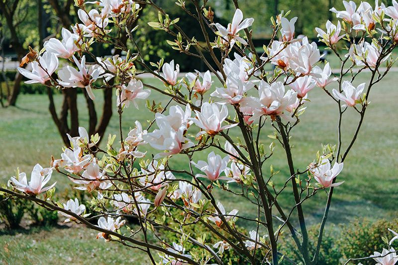 cuidados magnolio 09a