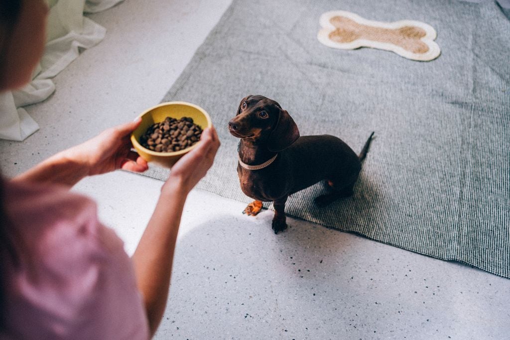 perro de raza teckel, salchicha o dachshund esperando su comida