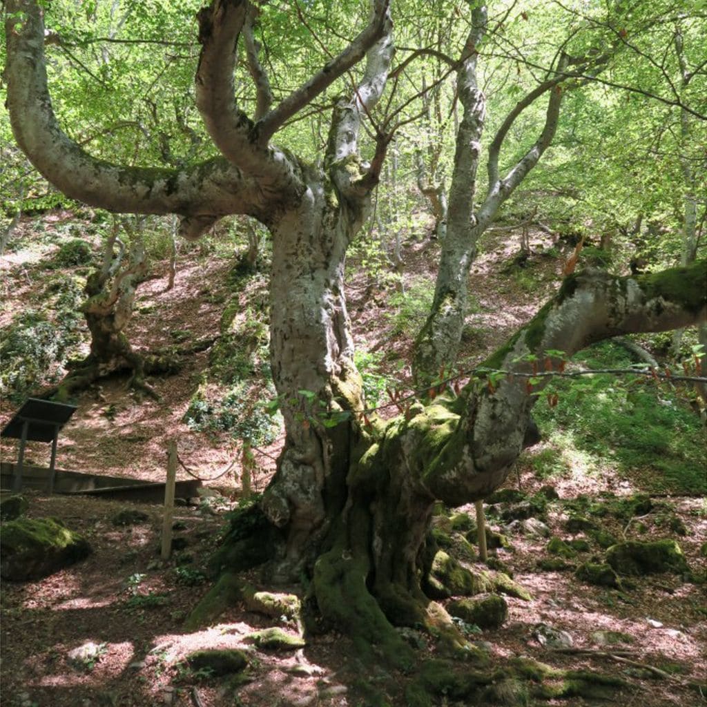 bosque del faedo de ci era de gord n le n 