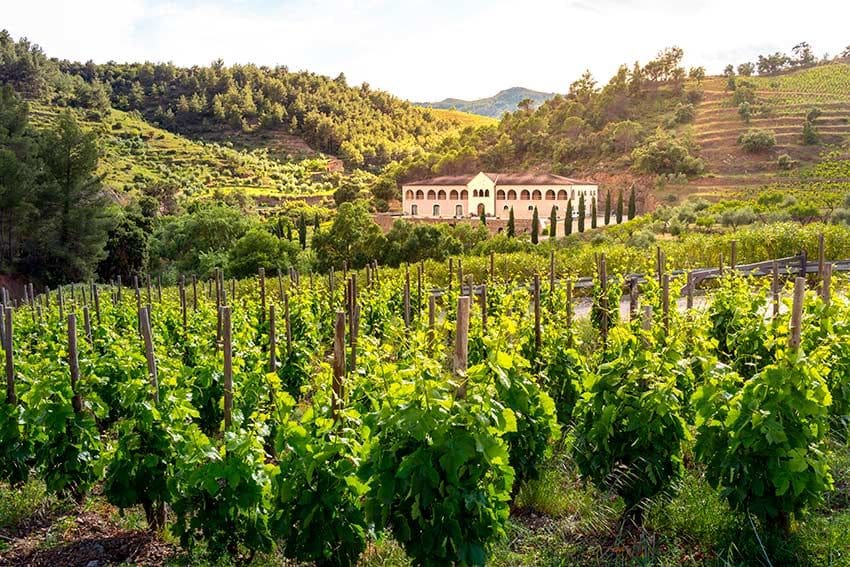 Bodega y viñedos en Gratallops, Tarragona