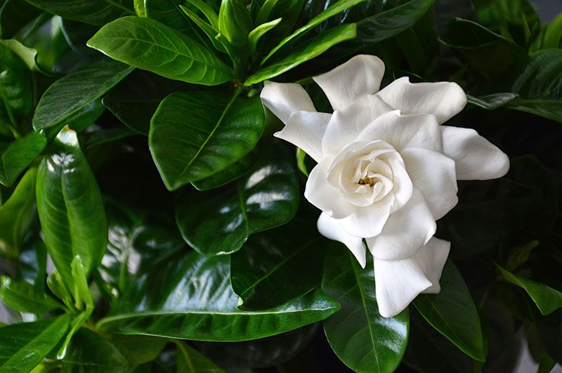 cultivar gardenia 3