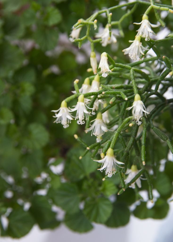 Cactus Rhipsalis