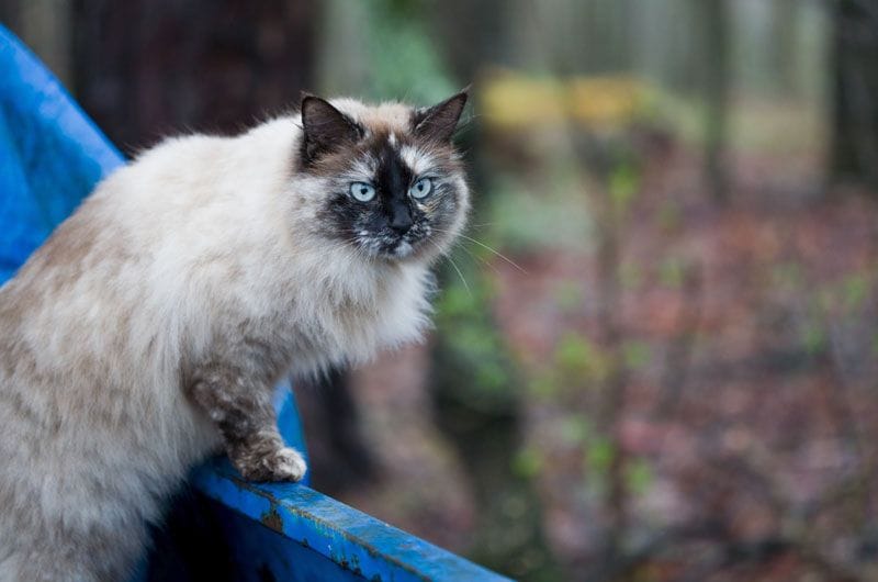 gato himalayo