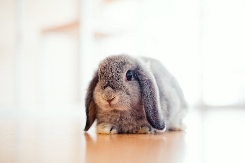 06 holland_lop